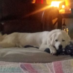 Meet your Posher, Janice